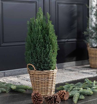 Sypress Ellwoodii 90 cm Sypress Ellwoodii 90 cm